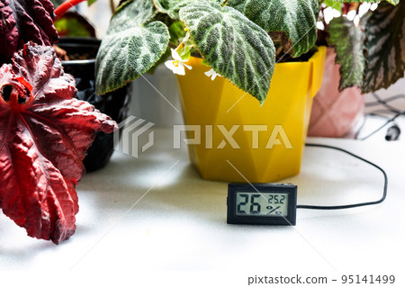 Humidity and temperature sensor for proper care of plants at home. Begonia decorative deciduous in the interior of the house. Hobbies in growing, caring for plants, greenhome, gardening at home. 95141499