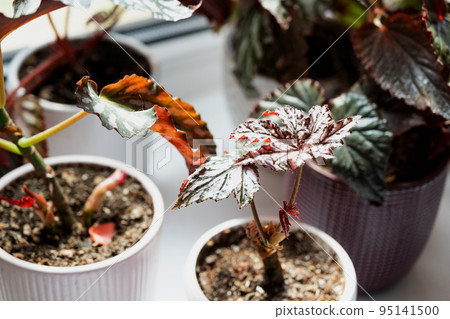 Home potted plant begonia decorative deciduous in the interior of the house. Hobbies in growing, caring for plants, greenhome, gardening at home. 95141500