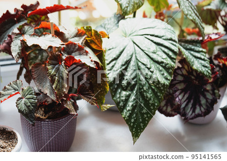 Home potted plant begonia decorative deciduous in the interior of the house. Hobbies in growing, caring for plants, greenhome, gardening at home. Home potted plant begonia decorative deciduous in the interior of the house. Hobbies in growing, caring for plants, greenhome, gardening at home. 95141565