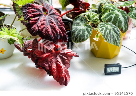 Humidity and temperature sensor for proper care of plants at home. Begonia decorative deciduous in the interior of the house. Hobbies in growing, caring for plants, greenhome, gardening at home. Humidity and temperature sensor for proper care of plants at home. Begonia decorative deciduous in the interior of the house. Hobbies in growing, caring for plants, greenhome, gardening at home. 95141570