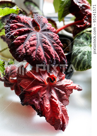 Home potted plant begonia decorative deciduous in the interior of the house. Hobbies in growing, caring for plants, greenhome, gardening at home. Home potted plant begonia decorative deciduous in the interior of the house. Hobbies in growing, caring for plants, greenhome, gardening at home. 95141571