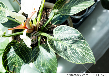 Houseplant philodendron Birkin on the windowsill by the window. Growing and caring for indoor plant Houseplant philodendron Birkin on the windowsill by the window. Growing and caring for indoor plant 95141572