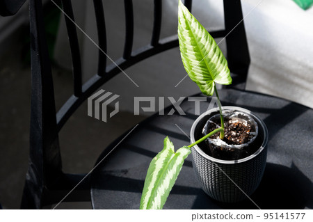 A rare houseplant Schismatoglottis, interior and aquarium, moisture-loving tropical plant. Breeding and growing of demanding potted plants and for reservoirs, ornament on leaves A rare houseplant Schismatoglottis, interior and aquarium, moisture-loving tropical plant. Breeding and growing of demanding potted plants and for reservoirs, ornament on leaves 95141577