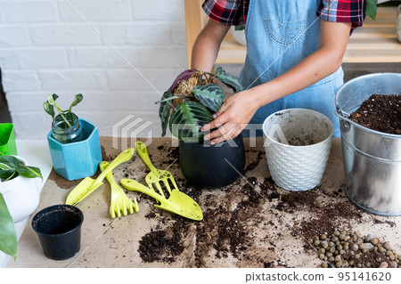 Girl replant a potted houseplant Maranta into a new soil with drainage. A rare variety Marantaceae leuconeura Massangeana Potted plant care, hand sprinkle the mixture with a scoop and tamp it in a Girl replant a potted houseplant Maranta into a new soil with drainage. A rare variety Marantaceae leuconeura Massangeana Potted plant care, hand sprinkle the mixture with a scoop and tamp it in a 95141620