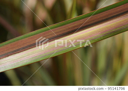 New Zealand flax New Zealand flax 95141706