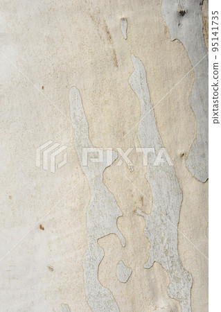London plane 95141735
