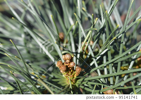 Japanese umbrella pine Japanese umbrella pine 95141741
