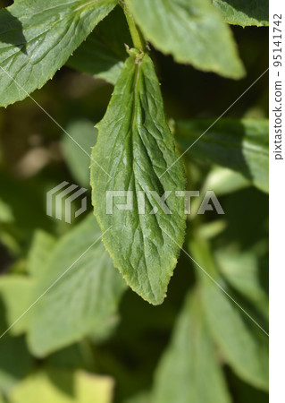 Great blue lobelia Great blue lobelia 95141742