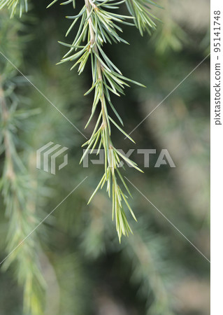Weeping deodar cedar 95141748