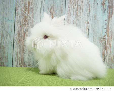 白毛紅眼獅子兔 95142028