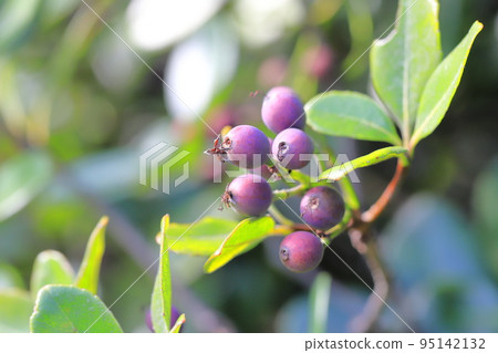 彩色沙林拜果 95142132