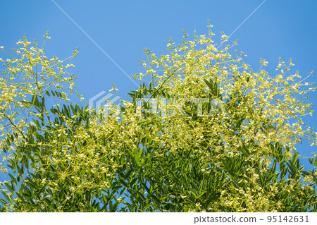 Acacia branch Robinia pseudoacacia is abundant blooming with white flowers. False acacia. Close-up. Selective focus. Acacia branch Robinia pseudoacacia is abundant blooming with white flowers. False acacia. Close-up. Selective focus. 95142631
