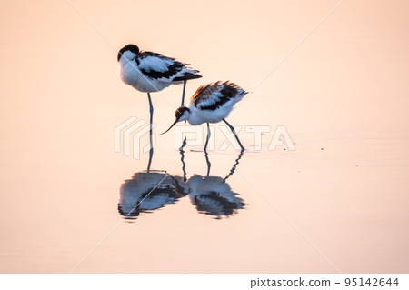 Two Water birds pied avocet, Recurvirostra avosetta, standing in the water in pink sunset light. The pied avocet is a large black and white wader with long, upturned beak Two Water birds pied avocet, Recurvirostra avosetta, standing in the water in pink sunset light. The pied avocet is a large black and white wader with long, upturned beak 95142644