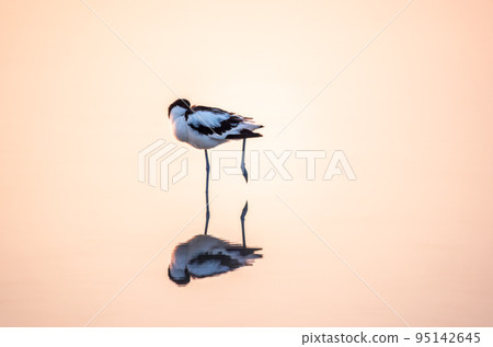Water bird pied avocet, Recurvirostra avosetta, standing in the water in pink sunset light. The pied avocet is a large black and white wader with long, upturned beak Water bird pied avocet, Recurvirostra avosetta, standing in the water in pink sunset light. The pied avocet is a large black and white wader with long, upturned beak 95142645