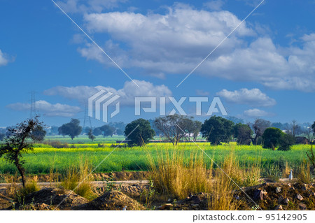 India 95142905