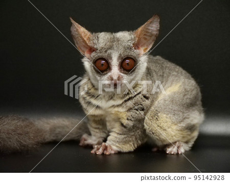 Bushbaby looking at the camera 95142928