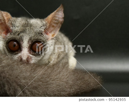 藏在自己尾巴里的薑蟹 藏在自己尾巴里的薑蟹 95142935