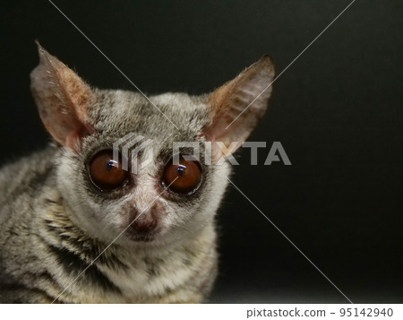 bush baby staring 95142940