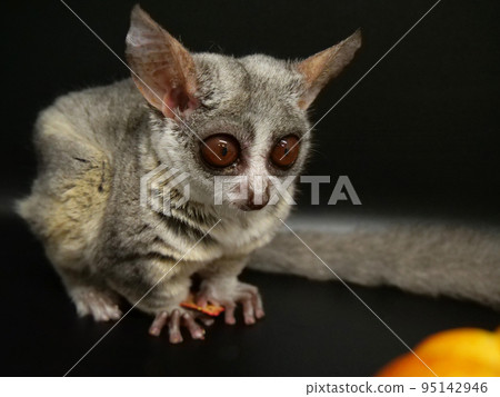 Ginger Garago staring at one point 95142946