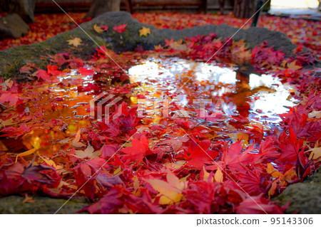 花手水秋葉 花手水秋葉 95143306