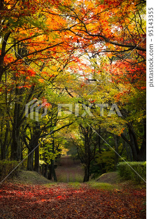 秋葉樹 95143355