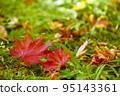 落葉 95143361