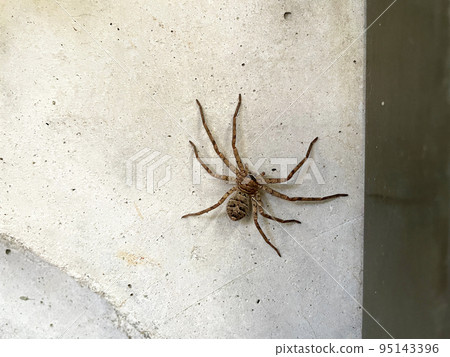 A spider spider resting on a concrete wall A spider spider resting on a concrete wall 95143396