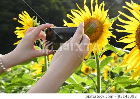 Woman photographing sunflowers 95143398