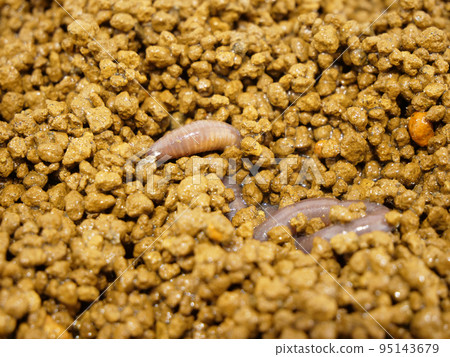 An earthworm burrowing into the soil An earthworm burrowing into the soil 95143679