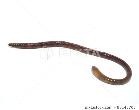 General view of earthworm 95143705