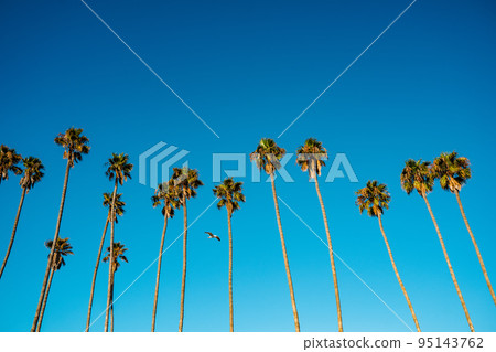 Palm tree row with seagull in Santa Barbara beach area. Vibrant background for tropical authentic california atmosphere background with copy space Nature travel landscape background Palm tree row with seagull in Santa Barbara beach area. Vibrant background for tropical authentic california atmosphere background with copy space Nature travel landscape background 95143762
