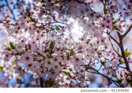 櫻花和早春光 95144090