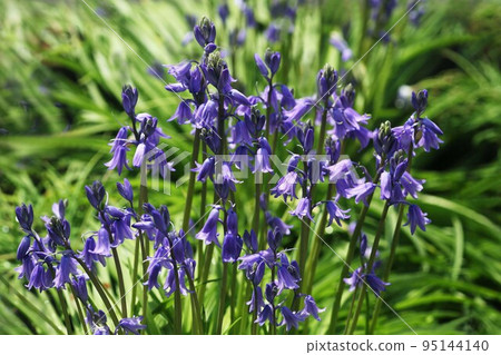 Scilla 藍紫色,鐘形花 Scilla 藍紫色,鐘形花 95144140