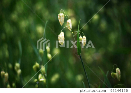 帶有小下垂尖刺的野草 Kobanso 花 帶有小下垂尖刺的野草 Kobanso 花 95144156