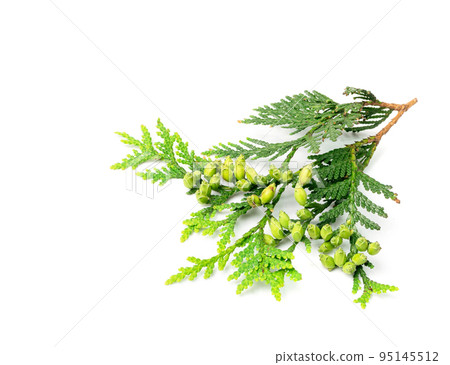 Cypress Twigs Isolated 95145512
