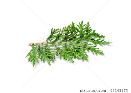 Cypress Twigs Isolated Cypress Twigs Isolated 95145575