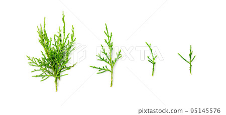 Cypress Twigs Isolated 95145576