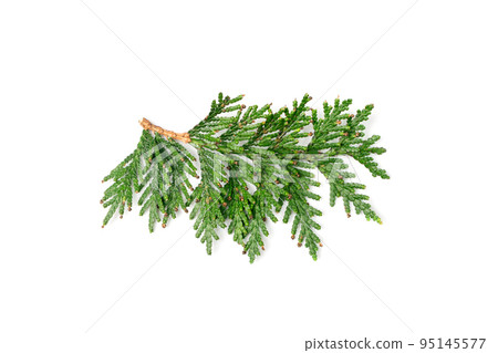 Cypress Twigs Isolated Cypress Twigs Isolated 95145577