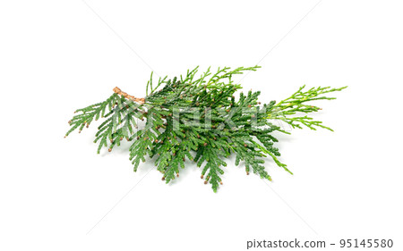 Cypress Twigs Isolated 95145580