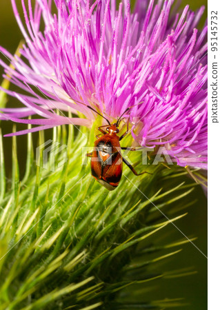 Mirid bug on thistle flower. summer sunny day natural environment Mirid bug on thistle flower. summer sunny day natural environment 95145732