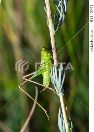 Green grasshopper sitting on a green leaf. Grasshopper in nature Green grasshopper sitting on a green leaf. Grasshopper in nature 95145741