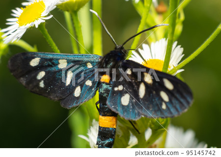 Nine-spotted moth or yellow belted burnet, Amata phegea, formerly Syntomis phegea, macro in weed, selective focus Nine-spotted moth or yellow belted burnet, Amata phegea, formerly Syntomis phegea, macro in weed, selective focus 95145742