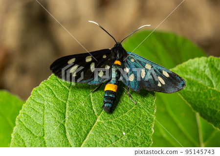 Close up of a nine spotted moth Amata phegea with spread wings Close up of a nine spotted moth Amata phegea with spread wings 95145743