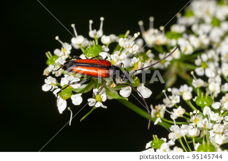 The common red soldier beetle Rhagonycha fulva, also misleadingly known as the bloodsucker beetle, is a species of soldier beetle Cantharidae The common red soldier beetle Rhagonycha fulva, also misleadingly known as the bloodsucker beetle, is a species of soldier beetle Cantharidae 95145744