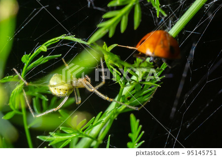 Close-up of a cucumber green spider Araniella cucurbitina with its prey on a web on a plant growing in a garden in summer Close-up of a cucumber green spider Araniella cucurbitina with its prey on a web on a plant growing in a garden in summer 95145751