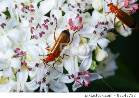 The common red soldier beetle Rhagonycha fulva, also misleadingly known as the bloodsucker beetle, is a species of soldier beetle Cantharidae The common red soldier beetle Rhagonycha fulva, also misleadingly known as the bloodsucker beetle, is a species of soldier beetle Cantharidae 95145758