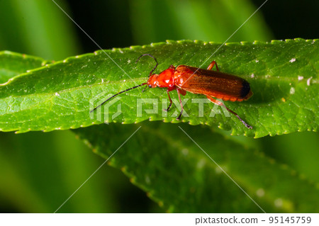 Rhagonycha fulva, the common red soldier beetle on a leaf of grass. Macro shot, beautiful blurred background Rhagonycha fulva, the common red soldier beetle on a leaf of grass. Macro shot, beautiful blurred background 95145759