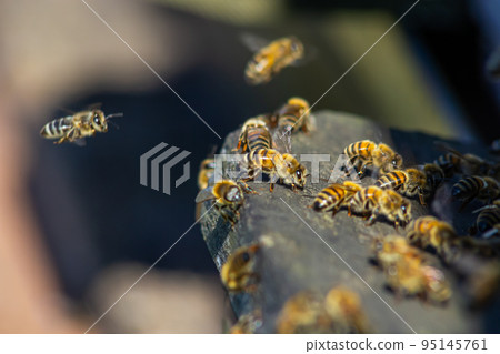 swarm of honey bees flying around beehive. Bees returning from collecting honey fly back to the hive. Honey bees on home apiary, apiculture concept 95145761
