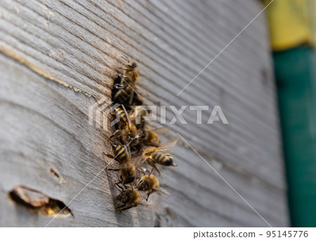 swarm of honey bees flying around beehive. Bees returning from collecting honey fly back to the hive. Honey bees on home apiary, apiculture concept 95145776
