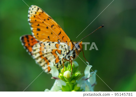 Glanville Fritillary, Melitaea cinxia, butterfly and spring wildflowers Glanville Fritillary, Melitaea cinxia, butterfly and spring wildflowers 95145781